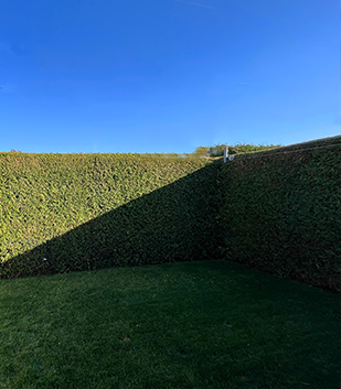 Service de taillage de haie