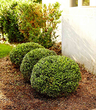 service de taillage d'arbustes