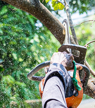 service d'élagage mineur